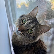 Auset is registered to the contest to win money with this photo: animal, cat, close_up, curious, cute, domestic_cat, ears, face, feline, fur, green_eyes, indoor, looking, natural_light, pet, portrait, screen, tabby, whiskers, window