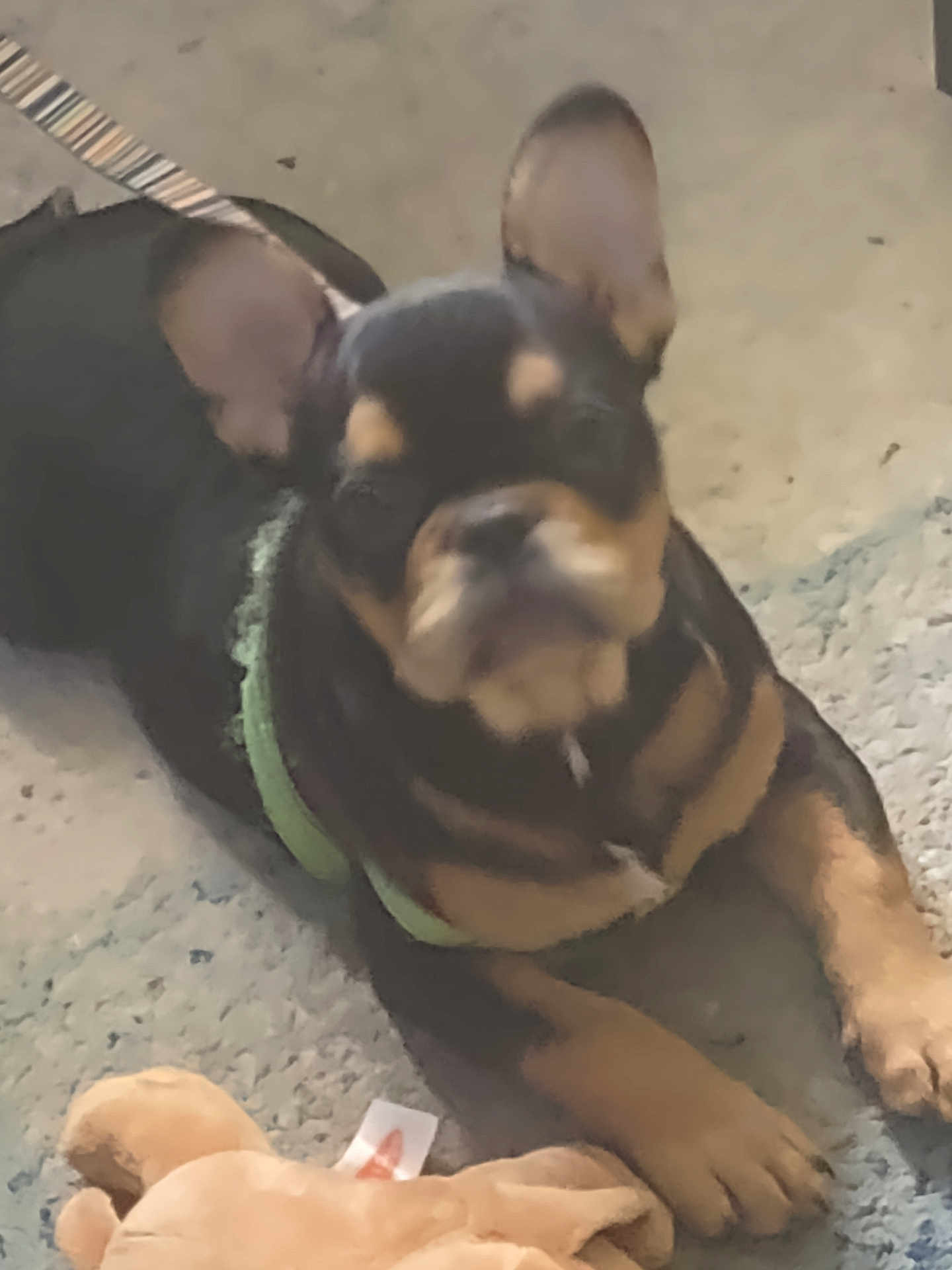 Atlas joined the competition — help win amazing prizes! dog, puppy, toy, carpet, green_harness, pet, animal, indoor, ears, paws, lying_down, brown, black, cute, fur, small_dog, companion, playful, domestic, closeup
