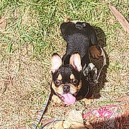 Atlas joined the competition — help win amazing prizes! dog, french_bulldog, outdoor, grass, sunlight, leash, tongue_out, pet, happy, ears, small_dog, animal, playing, nature, daytime, cute, looking_up, brown, black, tongue