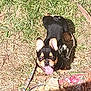 dog, french_bulldog, outdoor, grass, sunlight, leash, tongue_out, pet, happy, ears, small_dog, animal, playing, nature, daytime, cute, looking_up, brown, black, tongue