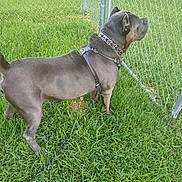 Eros is registered to the contest to win money with this photo: dog, grass, chain_link_fence, collar, harness, outdoor, pet, animal, leash, metal_fence, greenery, alert, standing, daylight, canine, domestic_animal, nature, fur, side_view, quiet