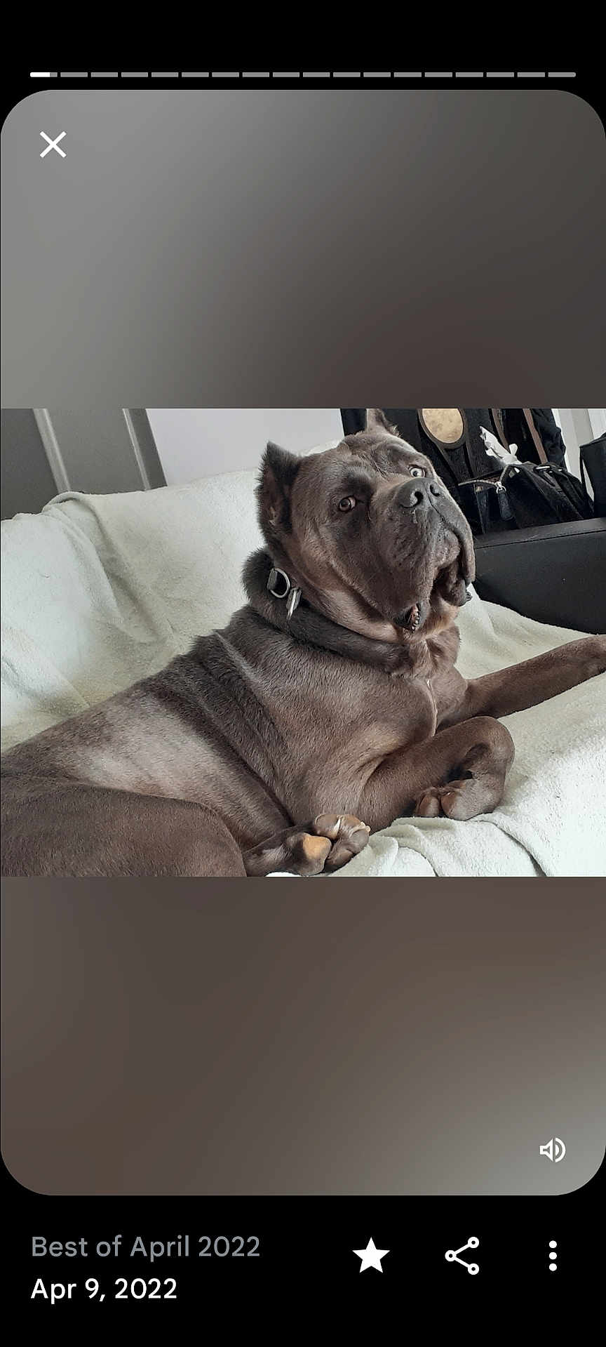 Eros is registered to the contest to win money with this photo: dog, pet, indoor, couch, blanket, relaxed, brown_dog, canine, animal, domestic_animal, furniture, collar, looking_away, resting, large_dog, home, cozy, calm, portrait, mammal