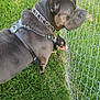 Eros is registered to the contest to win money with this photo: dog, black_dog, small_dog, grass, chain_link_fence, outdoor, pet, animal, collar, harness, tongue_out, playful, fence, side_view, two_dogs, nature, summer, daylight, canine, companions