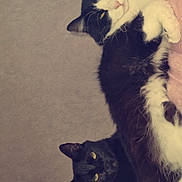 Oreo Et Perle a rejoint le concours — aidez-le/la à gagner de superbes lots ! cat, black_cat, black_and_white_cat, pet, feline, animal, indoor, blanket, relaxed, lying_down, paw, fur, whiskers, cute, two_animals, domestic_cat, companion, cozy, resting, sleepy