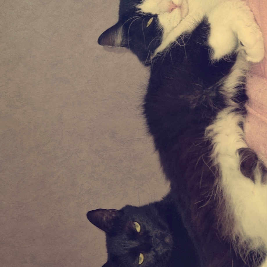 Oreo Et Perle a rejoint le concours — aidez-le/la à gagner de superbes lots ! animal, black_and_white_cat, black_cat, blanket, cat, companion, cozy, cute, domestic_cat, feline, fur, indoor, lying_down, paw, pet, relaxed, resting, sleepy, two_animals, whiskers