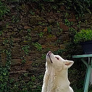 Hiro Hako a rejoint le concours — aidez-le/la à gagner de superbes lots ! animal, backyard, calm, canine, dog, fur, garden, grass, greenery, ivy, looking_up, nature, outdoor, pet, plastic_chair, potted_plant, sitting, stone_wall, table, white_dog