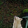 animal, backyard, calm, canine, dog, fur, garden, grass, greenery, ivy, looking_up, nature, outdoor, pet, plastic_chair, potted_plant, sitting, stone_wall, table, white_dog