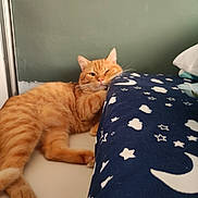 Kopi is registered to the contest to win money with this photo: cat, orange_tabby, sleeping, bed, blanket, stars, moon, indoor, feline, resting, paw, fur, whiskers, cute, cozy, home, wall, relaxed, animal, pet