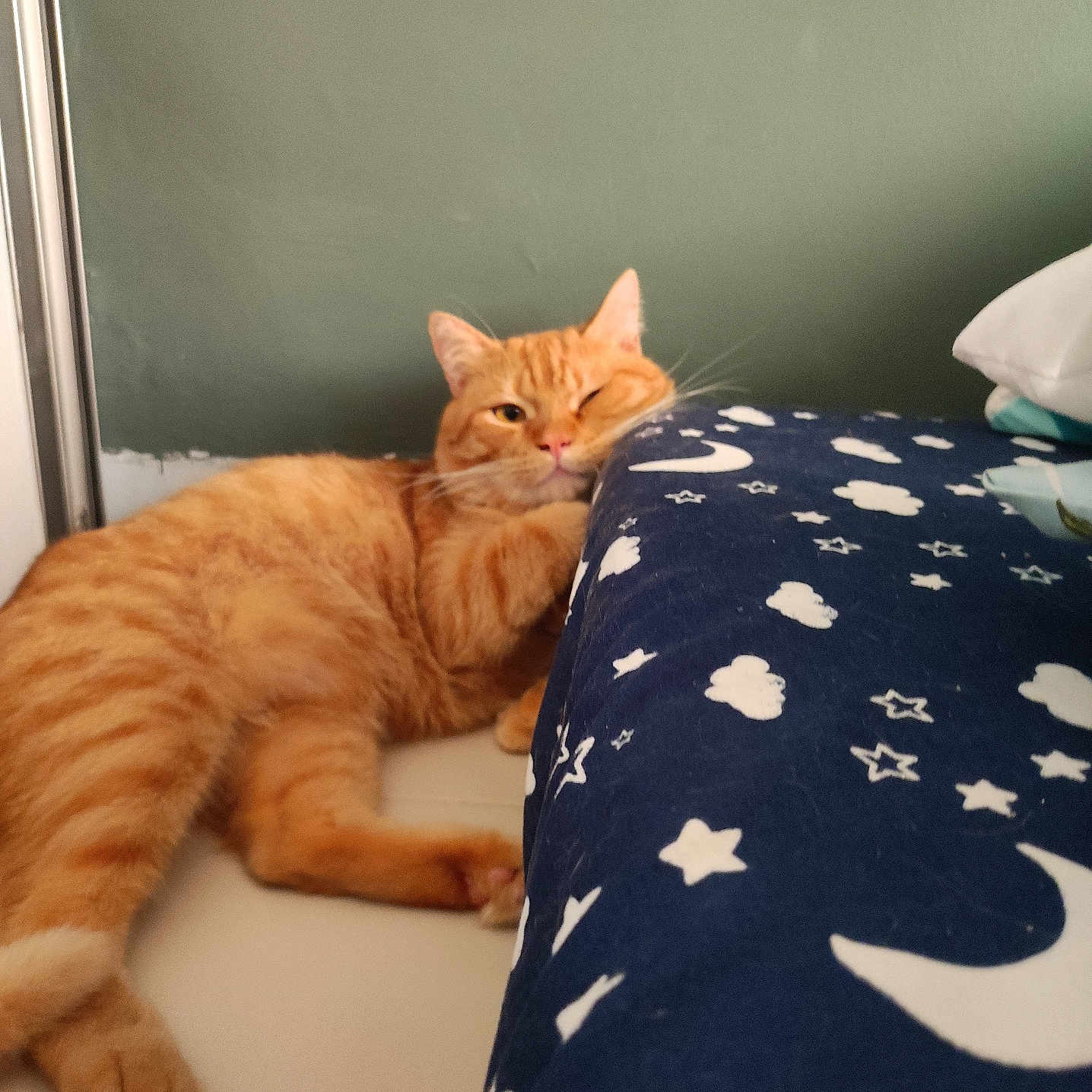 Kopi is registered to the contest to win money with this photo: animal, bed, blanket, cat, cozy, cute, feline, fur, home, indoor, moon, orange_tabby, paw, pet, relaxed, resting, sleeping, stars, wall, whiskers