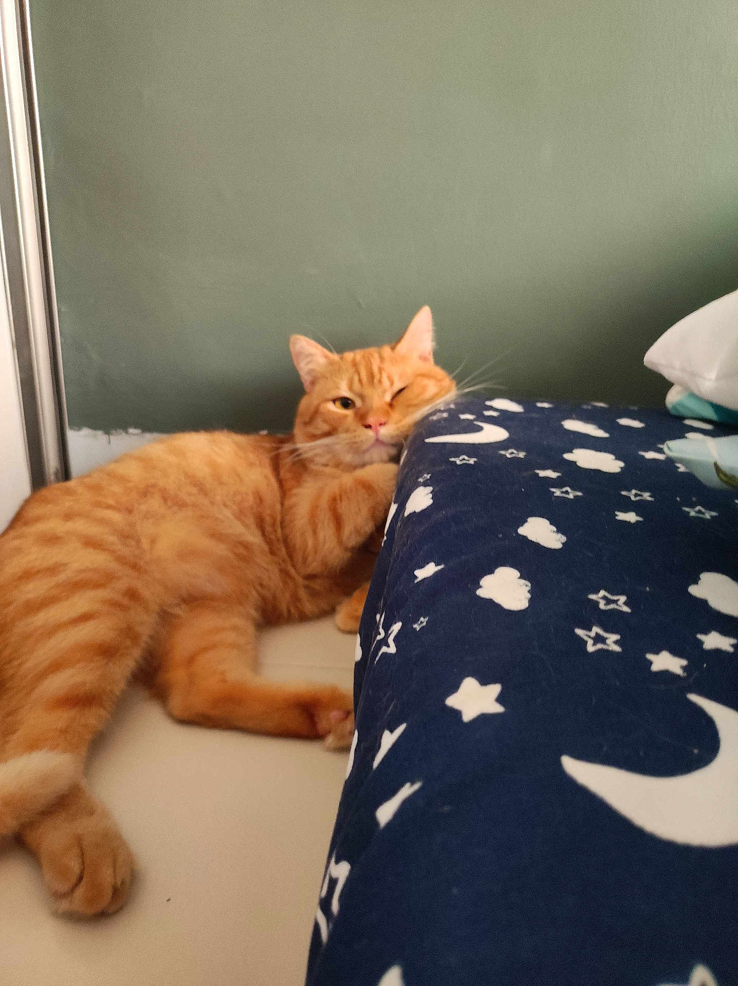 Kopi is registered to the contest to win money with this photo: cat, orange_tabby, sleeping, bed, blanket, stars, moon, indoor, feline, resting, paw, fur, whiskers, cute, cozy, home, wall, relaxed, animal, pet