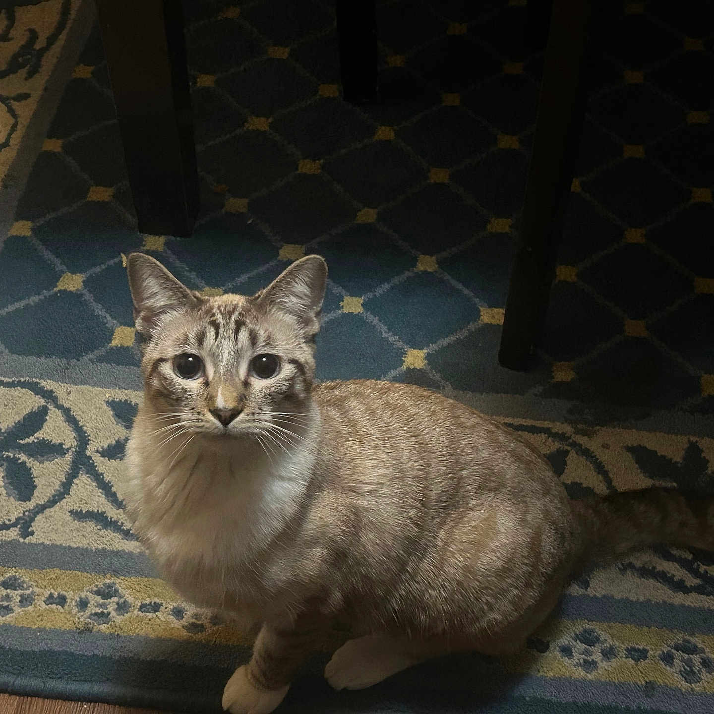 Luna And Nacho is registered to the contest to win money with this photo: animal, carpet, cat, curious, cute, domestic, ears, eyes, feline, floor, fur, indoor, pattern, pet, quiet, sitting, tabby, tail, whiskers, wooden_table