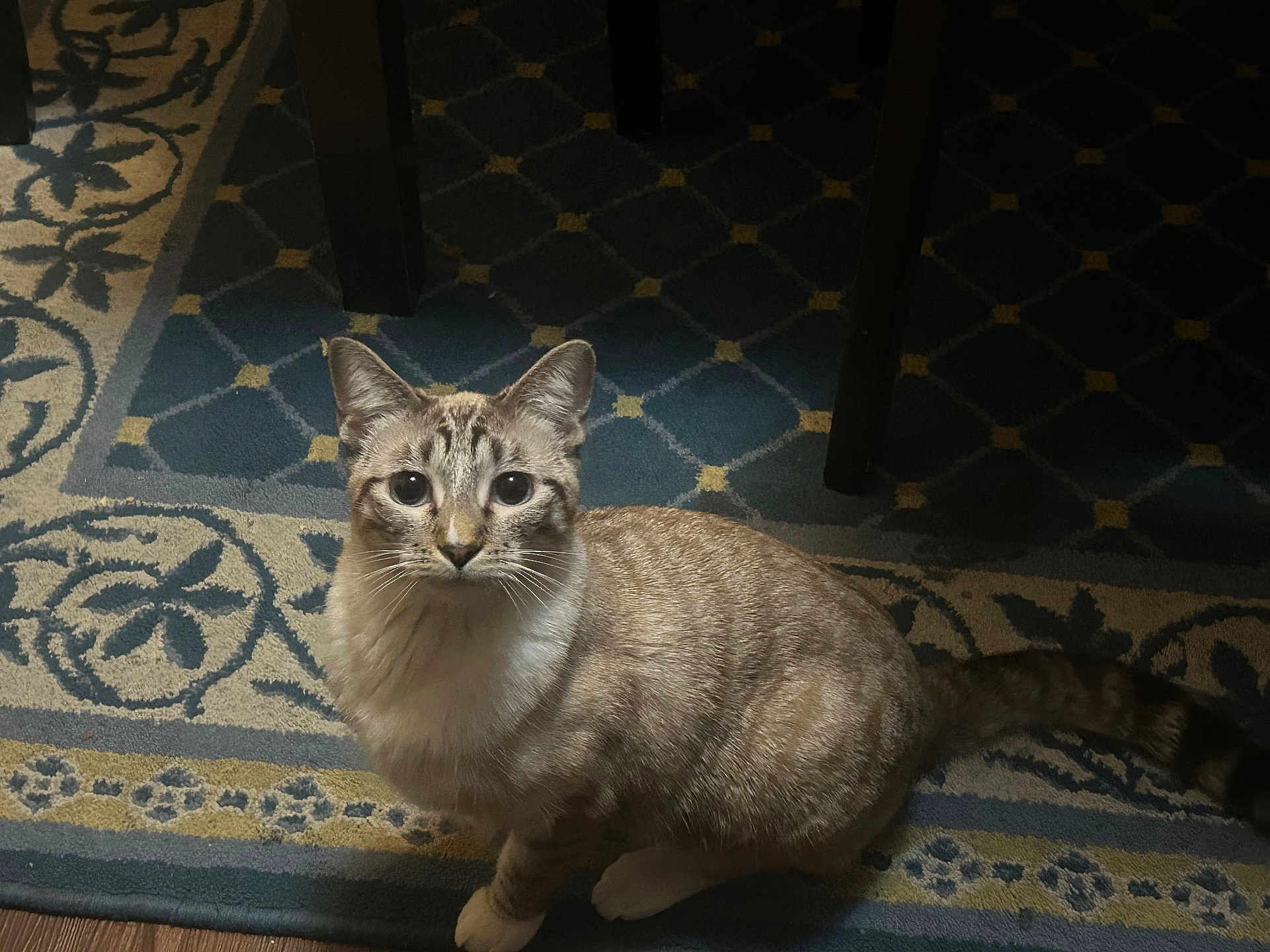 Luna And Nacho is registered to the contest to win money with this photo: animal, carpet, cat, curious, cute, domestic, ears, eyes, feline, floor, fur, indoor, pattern, pet, quiet, sitting, tabby, tail, whiskers, wooden_table
