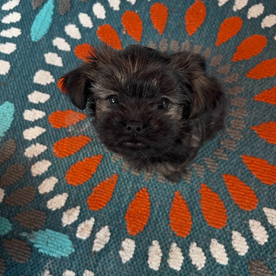 Lola joined the competition — help win amazing prizes! adorable, animal, black_fur, brown_fur, carpet, colorful, cute, decor, dog, floor, fluffy, indoor, looking_up, patterned_rug, pet, puppy, sitting, small_dog, texture, young_dog