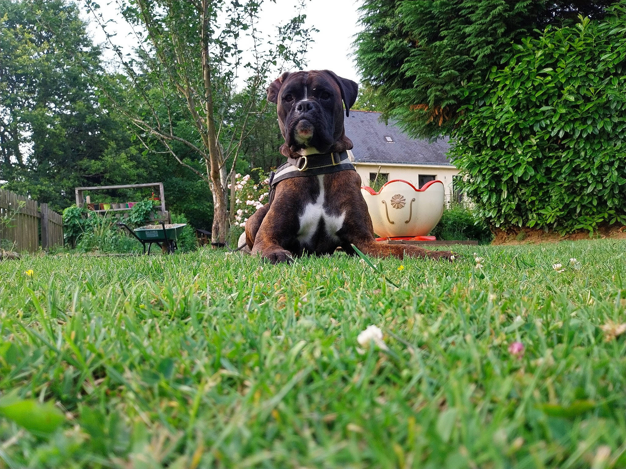 Saiko participe au concours pour gagner de l'argent avec cette photo : ball, carnivore, companion_dog, dog, dog_breed, fawn, garden, grass, grass_family, grassland, lawn, pasture, people_in_nature, plant, shrub, sky, sporting_group, toy, tree, working_animal