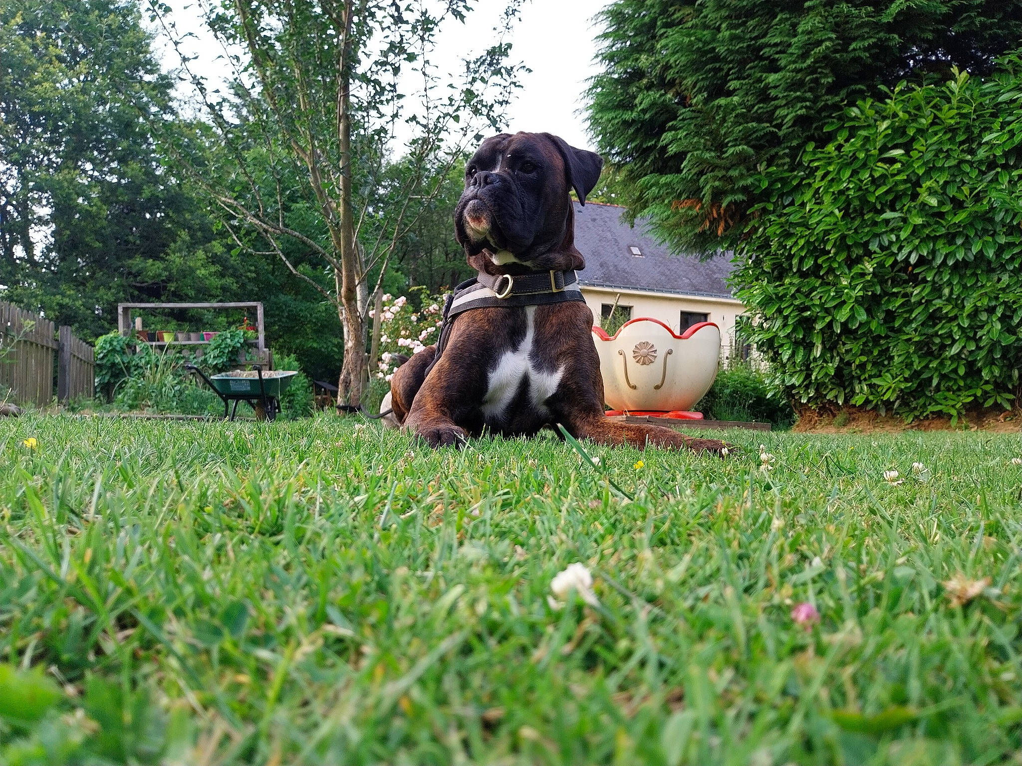 Saiko participe au concours pour gagner de l'argent avec cette photo : ball, carnivore, companion_dog, dog, dog_breed, fawn, football, grass, groundcover, lawn, leisure, pasture, plant, shrub, sky, sporting_group, sports_equipment, toy, tree, working_animal