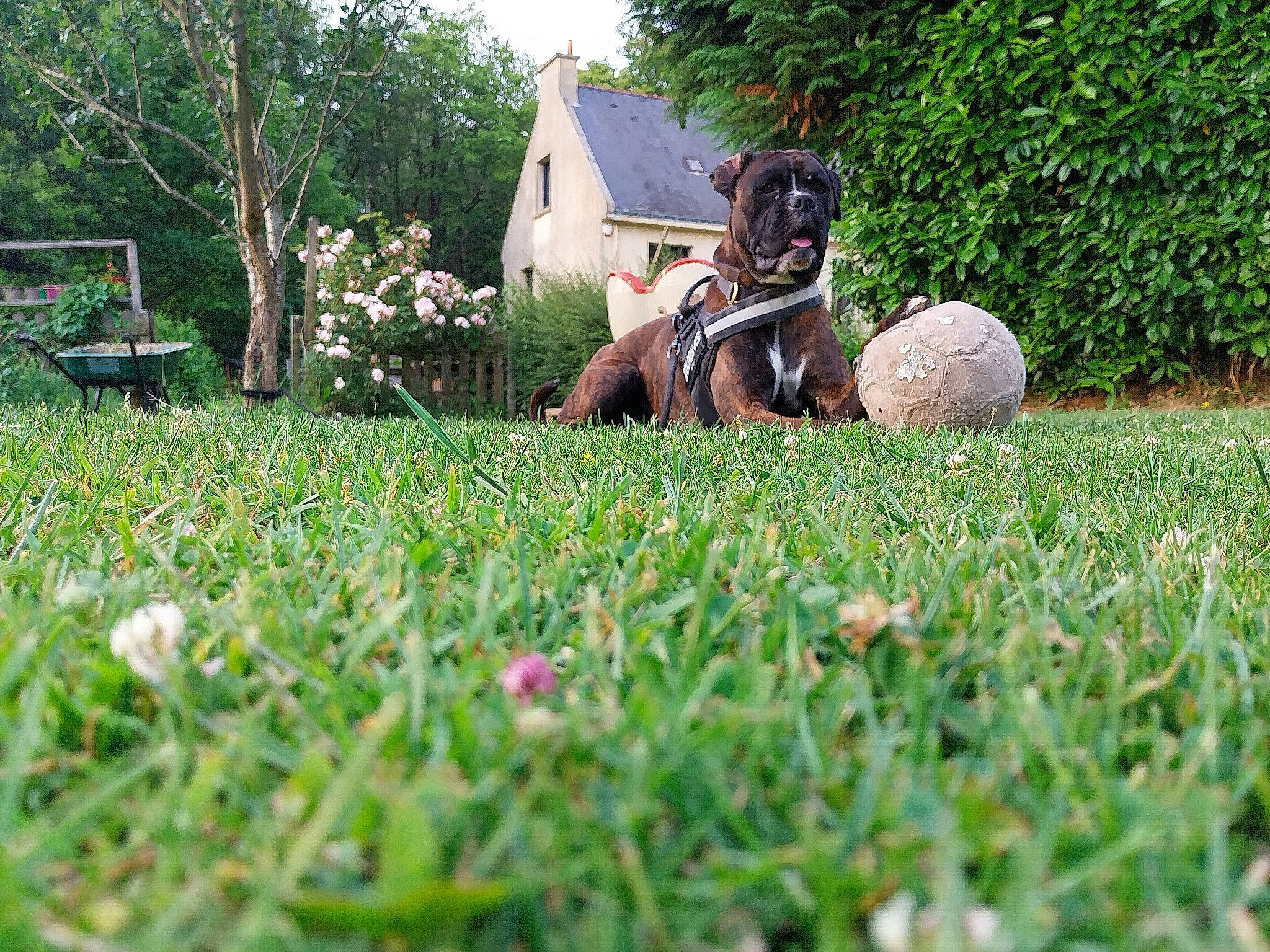 Saiko participe au concours pour gagner de l'argent avec cette photo : botany, dog_breed, fawn, flower, grass, grass_family, grassland, groundcover, house, landscape, lawn, leisure, meadow, pasture, people_in_nature, plant, prairie, shrub, tree, working_animal