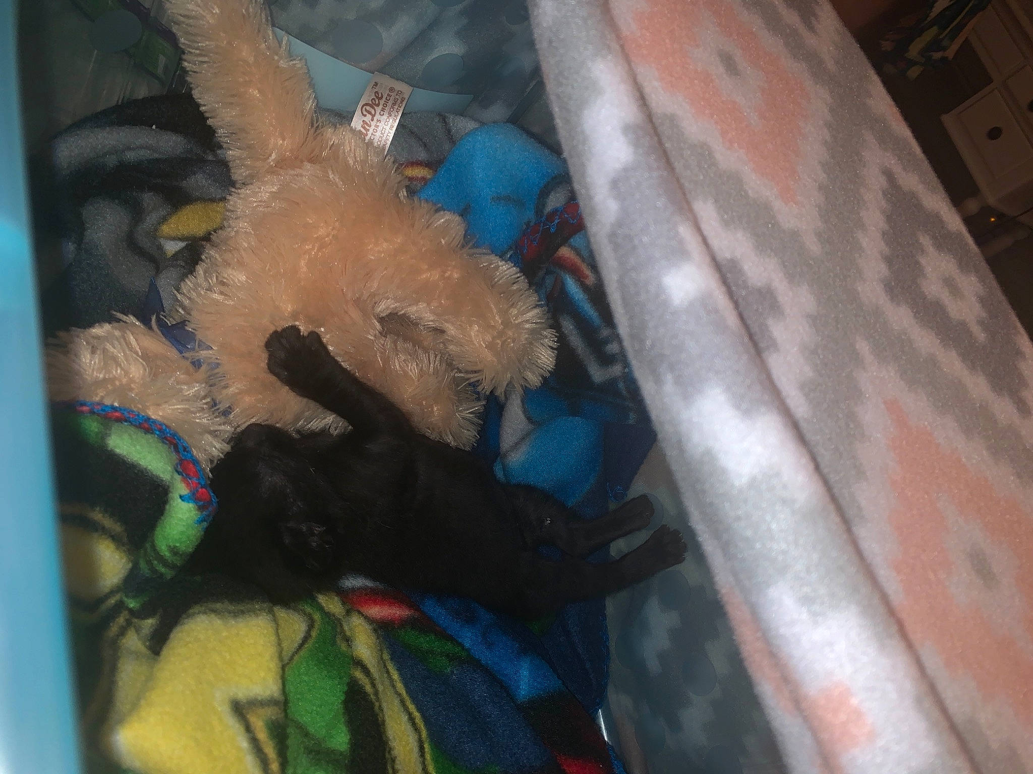 Niah is registered to the contest to win money with this photo: art, auto_part, automotive_exterior, automotive_lighting, automotive_window_part, bumper, electric_blue, fun, fur, glass, hood, motor_vehicle, plastic, service, snout, space, toy, vehicle_door, visual_arts, windshield