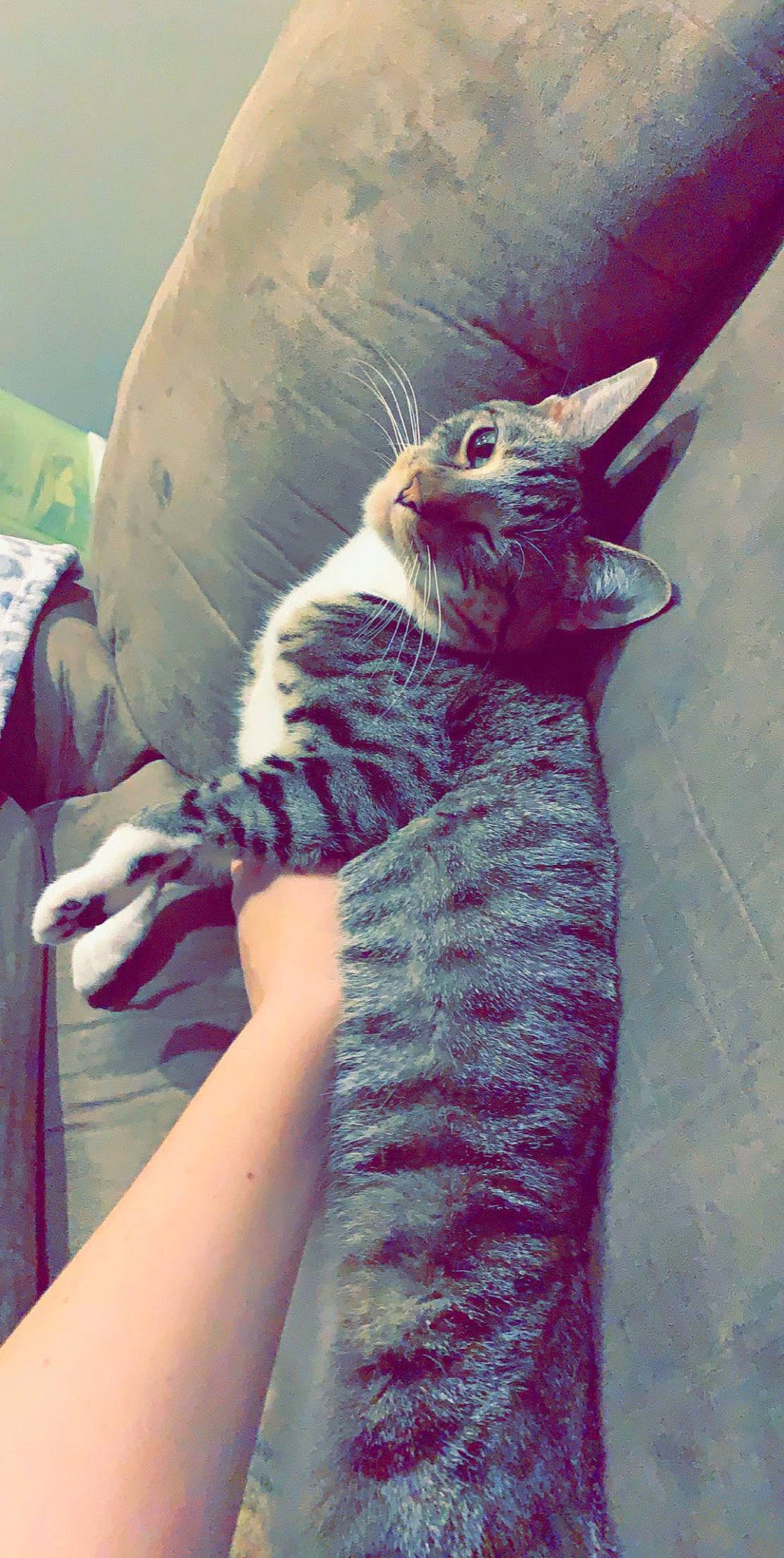 Snuggs joined the competition — help win amazing prizes! carnivore, cat, comfort, domestic_short_haired_cat, fawn, felidae, finger, foot, fur, gesture, human_leg, linens, nail, paw, small_to_medium_sized_cats, snout, tail, textile, thigh, whiskers