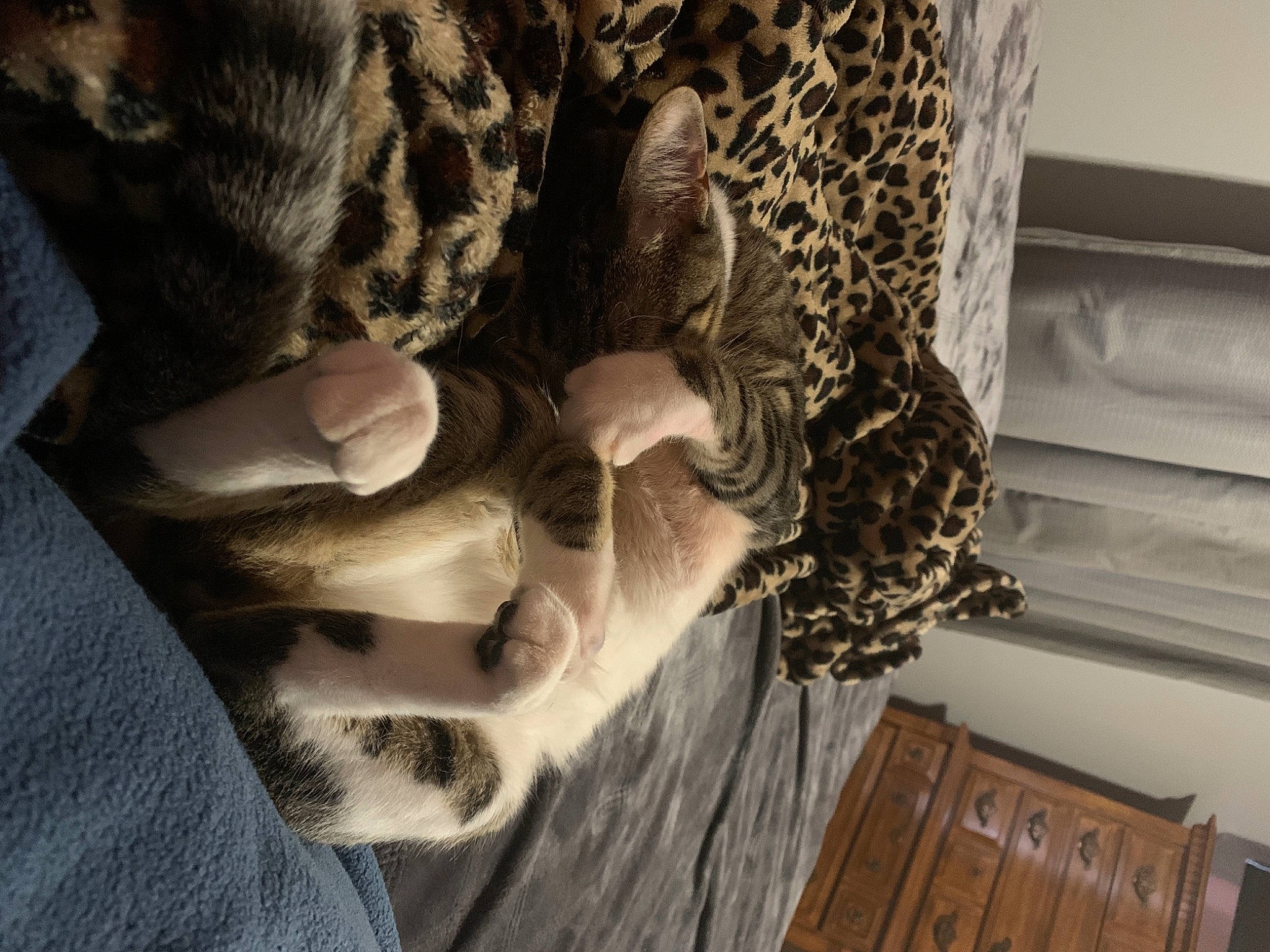 Snuggs is registered to the contest to win money with this photo: ceiling, companion_dog, dog, dog_breed, door, felidae, flooring, fur, hardwood, linens, pattern, room, shadow, small_to_medium_sized_cats, tail, tree, visual_arts, whiskers, wood, wool