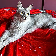 Usher a rejoint le concours — aidez-le/la à gagner de superbes lots ! cat, long_hair, silver_fur, gray_fur, yellow_eyes, whiskers, ears, lying_down, relaxed, bed, blanket, red_blanket, polka_dots, indoor, bedroom, portrait, pet, animal, fluffy, close_up
