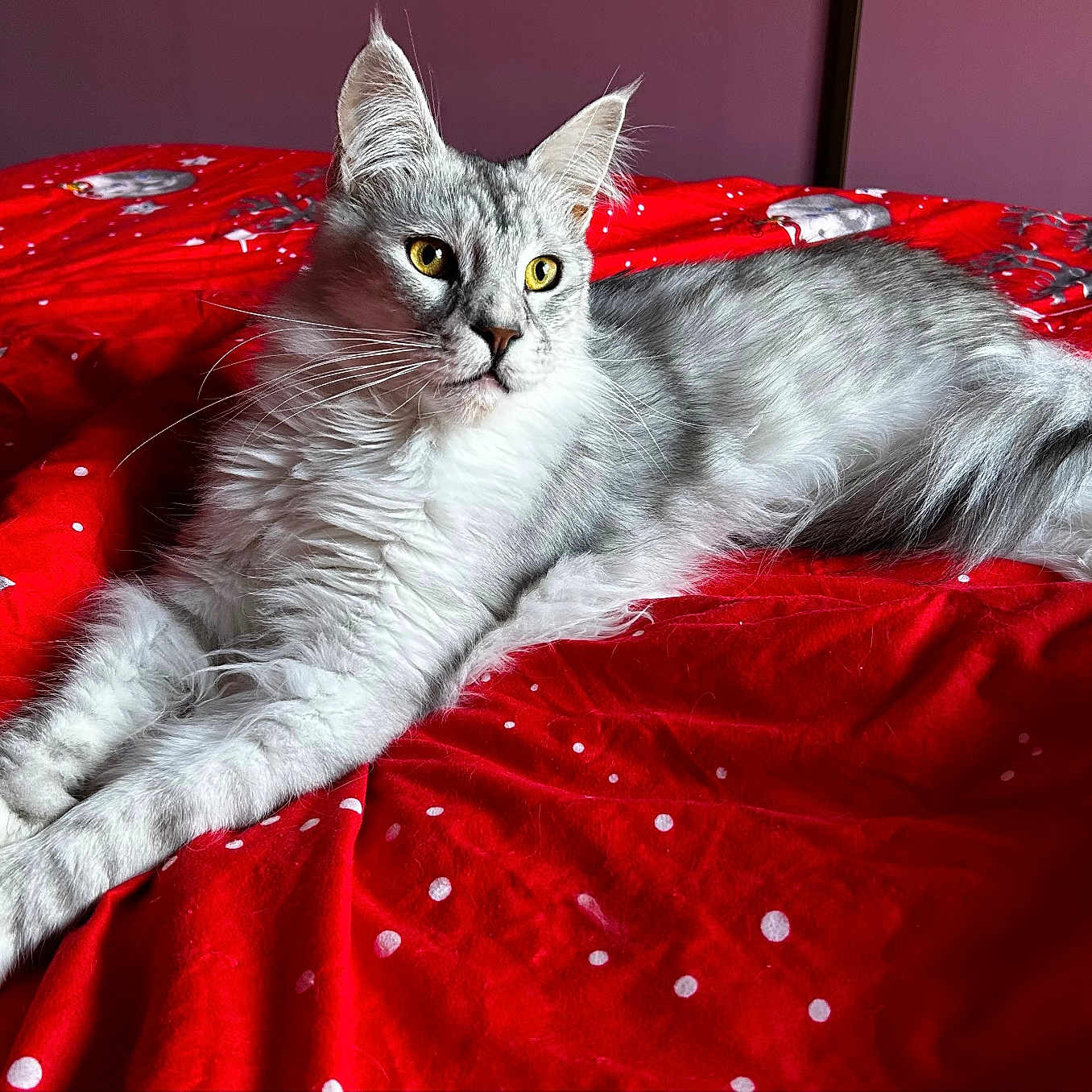 Usher a rejoint le concours — aidez-le/la à gagner de superbes lots ! cat, long_hair, silver_fur, gray_fur, yellow_eyes, whiskers, ears, lying_down, relaxed, bed, blanket, red_blanket, polka_dots, indoor, bedroom, portrait, pet, animal, fluffy, close_up