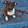 Björn a rejoint le concours — aidez-le/la à gagner de superbes lots ! puppy, dog, bench, blue, leash, outdoor, autumn, leaves, pet, animal, brown, white, cute, young, sitting, looking_up, metal, nature, daylight, eyes