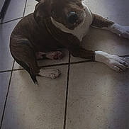 Björn a rejoint le concours — aidez-le/la à gagner de superbes lots ! dog, puppy, tile_floor, indoor, brindle_coat, white_paws, pet, animal, cute, curious, laying_down, shadow, light, floor, domestic_animal, canine, resting, companion, young_dog, looking_up