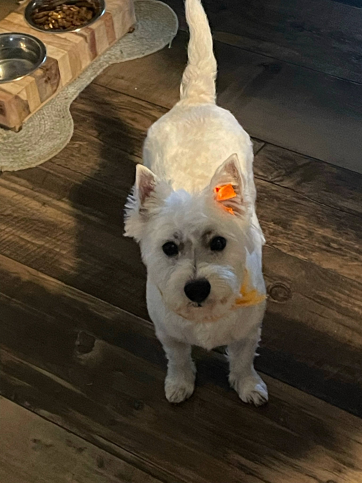 Bella Ann is registered to the contest to win money with this photo: canidae, carnivore, companion_dog, dog, dog_breed, dog_clothes, dog_collar, dog_supply, flooring, fur, hardwood, labradoodle, small_terrier, snout, sporting_group, sunglasses, tail, terrier, toy_dog, wood