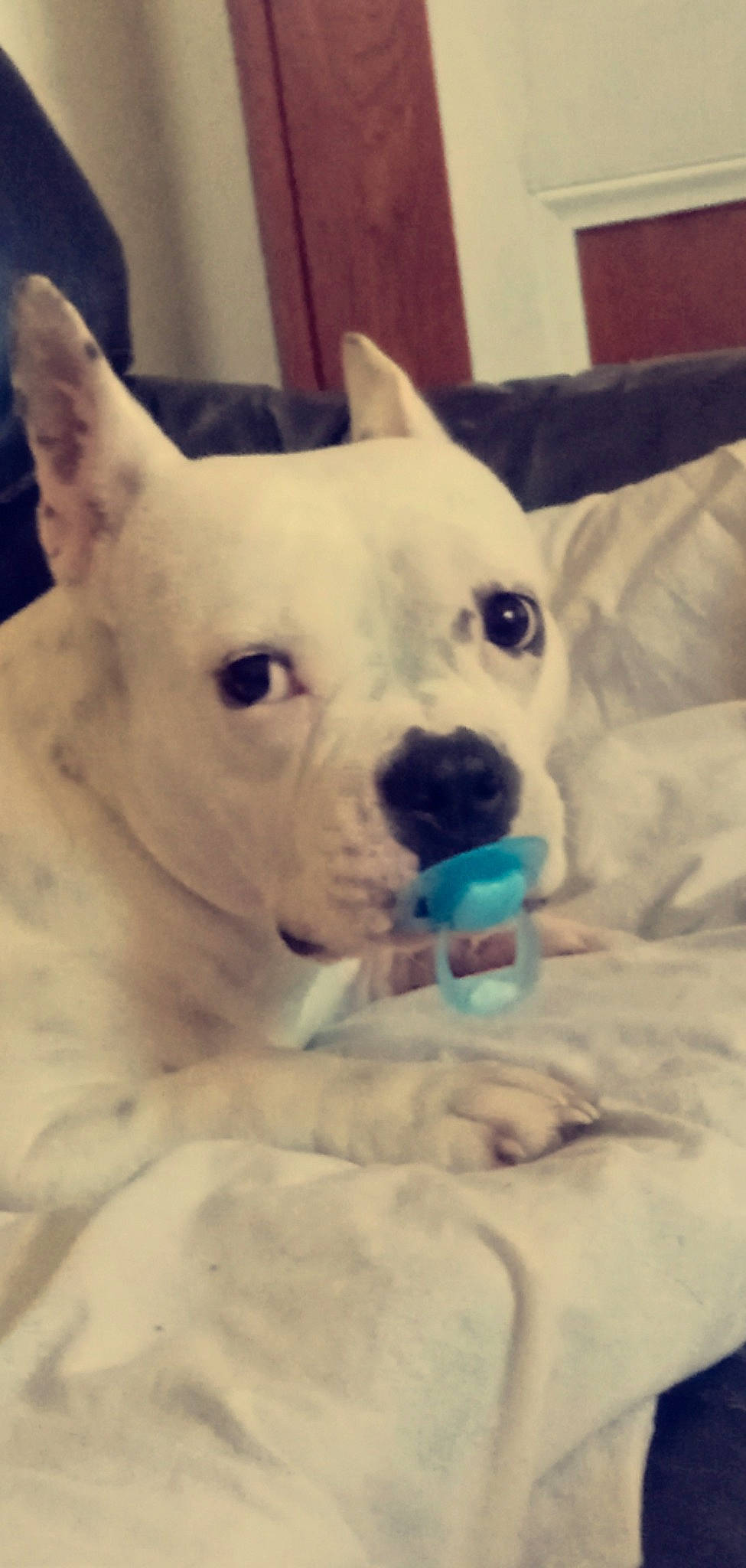 Bianka a rejoint le concours — aidez-le/la à gagner de superbes lots ! bored, canidae, carnivore, comfort, companion_dog, dog, dog_breed, ear, fawn, head, jaw, mammal, non_sporting_group, snout, sporting_group, terrestrial_animal, toy_dog, vertebrate, whiskers, working_animal