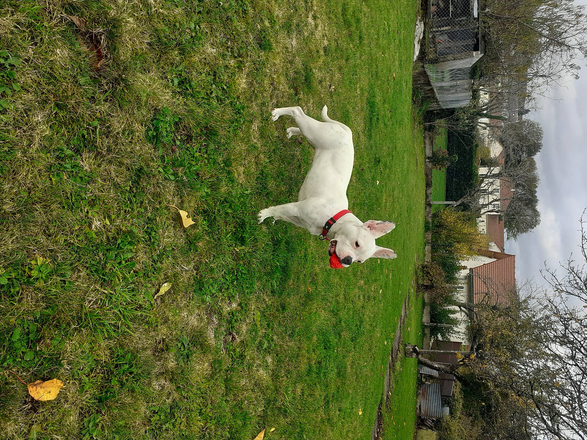 Bianka a rejoint le concours — aidez-le/la à gagner de superbes lots ! canidae, carnivore, dog, dog_breed, dogo_argentino, grass, non_sporting_group, plant, tail, terrier