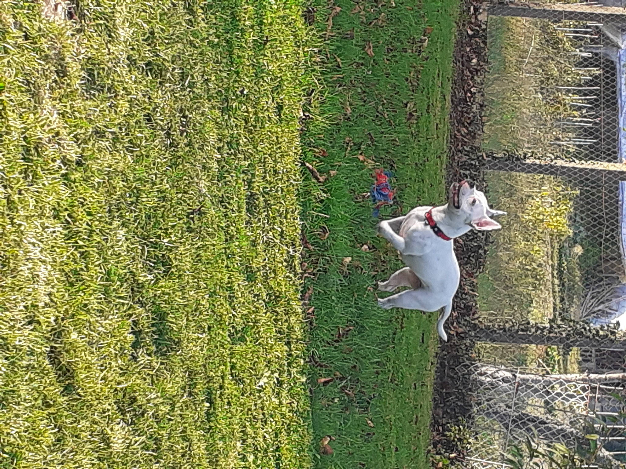 Bianka a rejoint le concours — aidez-le/la à gagner de superbes lots ! grass, green, hedge, plant, shrub, tree