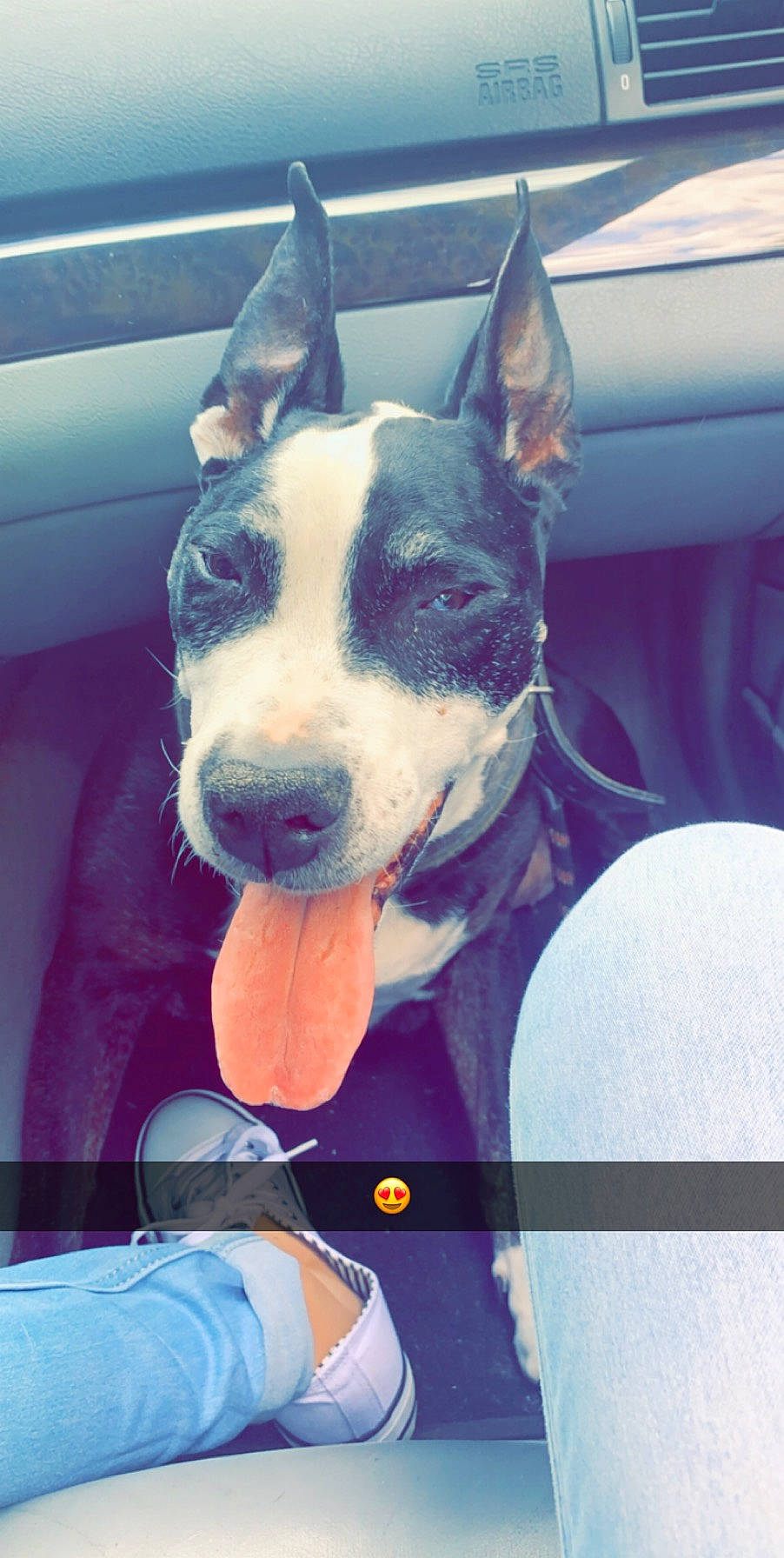 Canelle a rejoint le concours — aidez-le/la à gagner de superbes lots ! american_pit_bull_terrier, american_staffordshire_terrier, bull_and_terrier, canidae, carnivore, dog, dog_breed, ear, fawn, mammal, non_sporting_group, nose, old_english_terrier, pit_bull, snout, staffordshire_bull_terrier, terrier, vertebrate