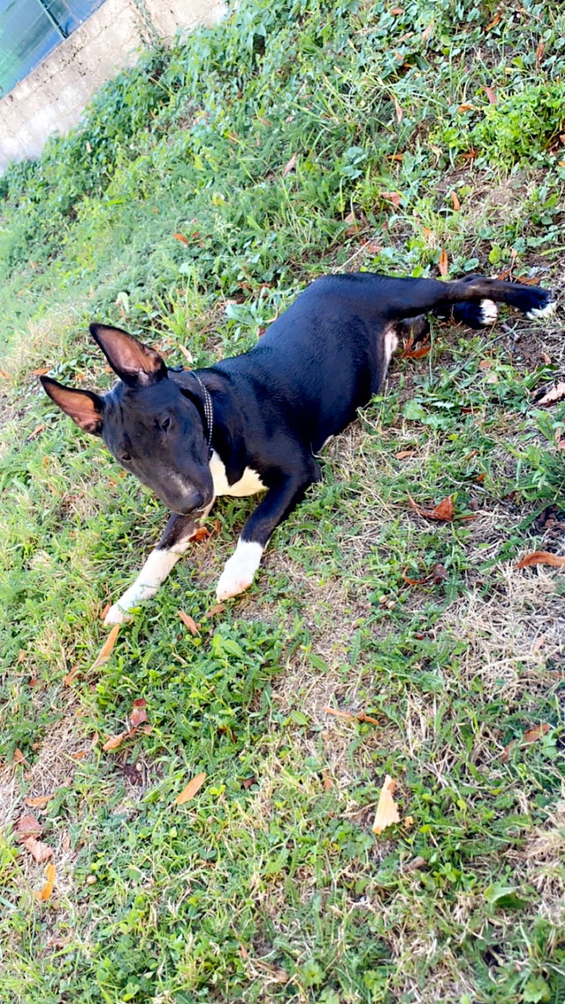 Nina participe au concours pour gagner de l'argent avec cette photo : canidae, carnivore, companion_dog, dobermann, dog, dog_breed, fawn, grass, groundcover, guard_dog, hound, hunting_dog, non_sporting_group, pinscher, plant, sporting_group, tail, terrestrial_animal, working_animal, working_dog