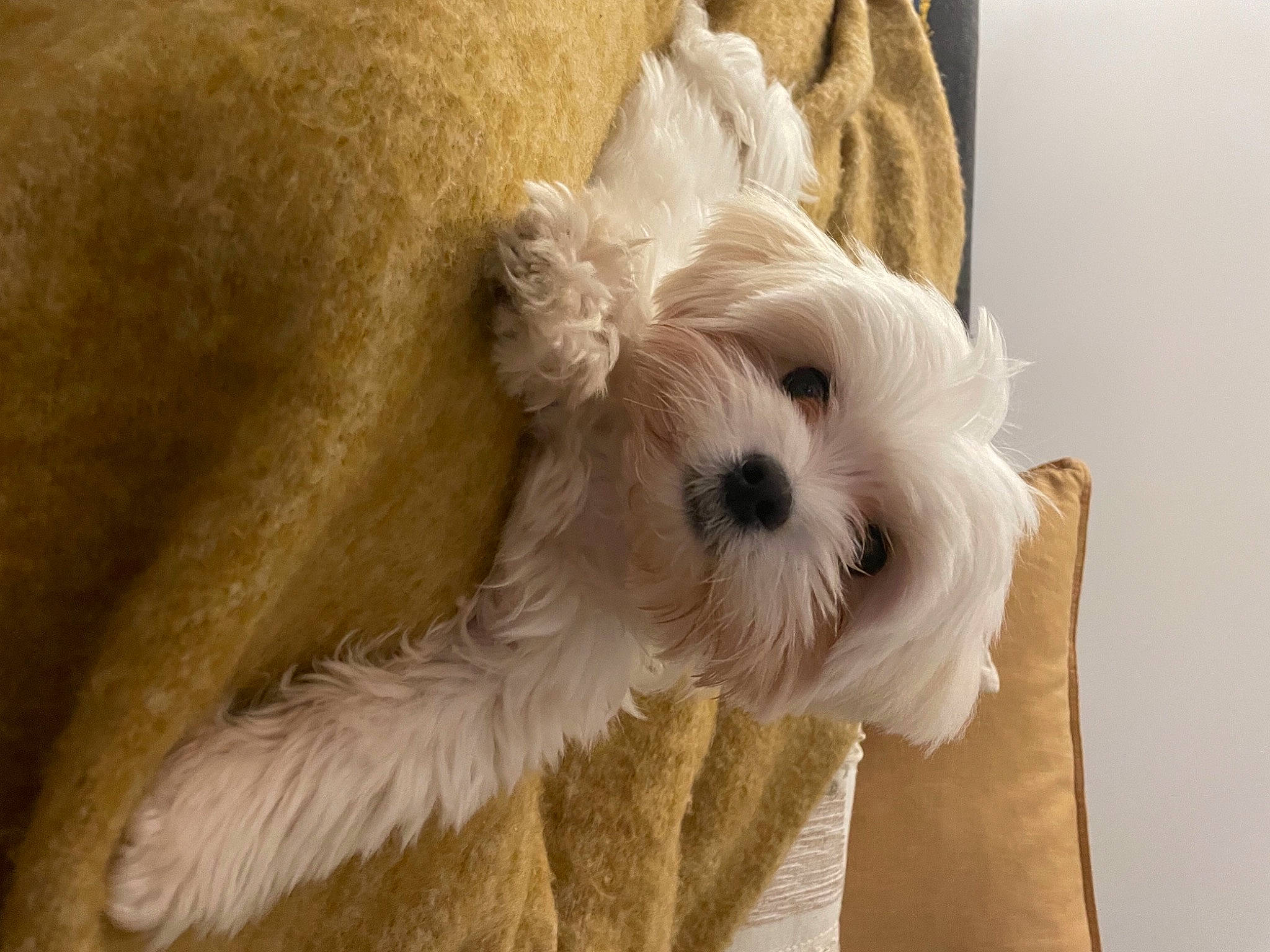 Idéfix a rejoint le concours — aidez-le/la à gagner de superbes lots ! biewer_terrier, canidae, carnivore, companion_dog, dog, dog_breed, dog_collar, dog_supply, fawn, fur, maltepoo, non_sporting_group, pet_supply, small_terrier, snout, sporting_group, terrier, toy_dog, working_animal