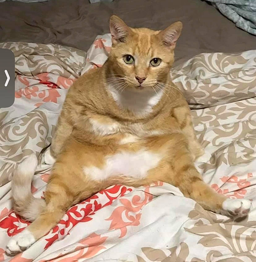 Garfield joined the competition — help win amazing prizes! bed, bedding, carnivore, cat, comfort, domestic_short_haired_cat, fawn, felidae, fur, linens, paw, small_to_medium_sized_cats, tail, terrestrial_animal, whiskers, wildlife