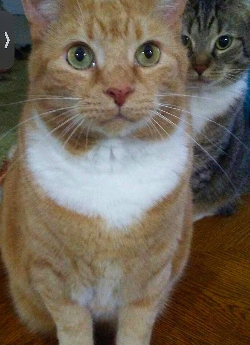 Garfield is registered to the contest to win money with this photo: carnivore, cat, domestic_short_haired_cat, fawn, felidae, fur, hardwood, paw, pet_supply, small_to_medium_sized_cats, snout, tail, terrestrial_animal, whiskers, window