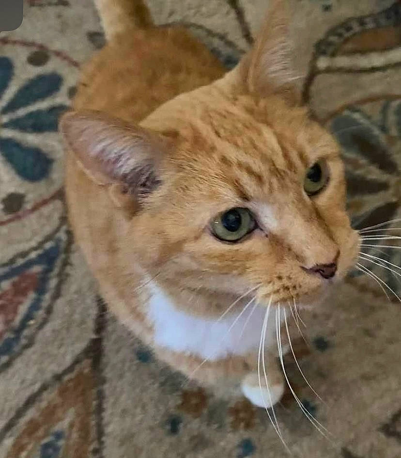 Garfield is registered to the contest to win money with this photo: carnivore, cat, domestic_short_haired_cat, fawn, felidae, fur, small_to_medium_sized_cats, snout, tail, terrestrial_animal, tree, whiskers, wildlife, wood