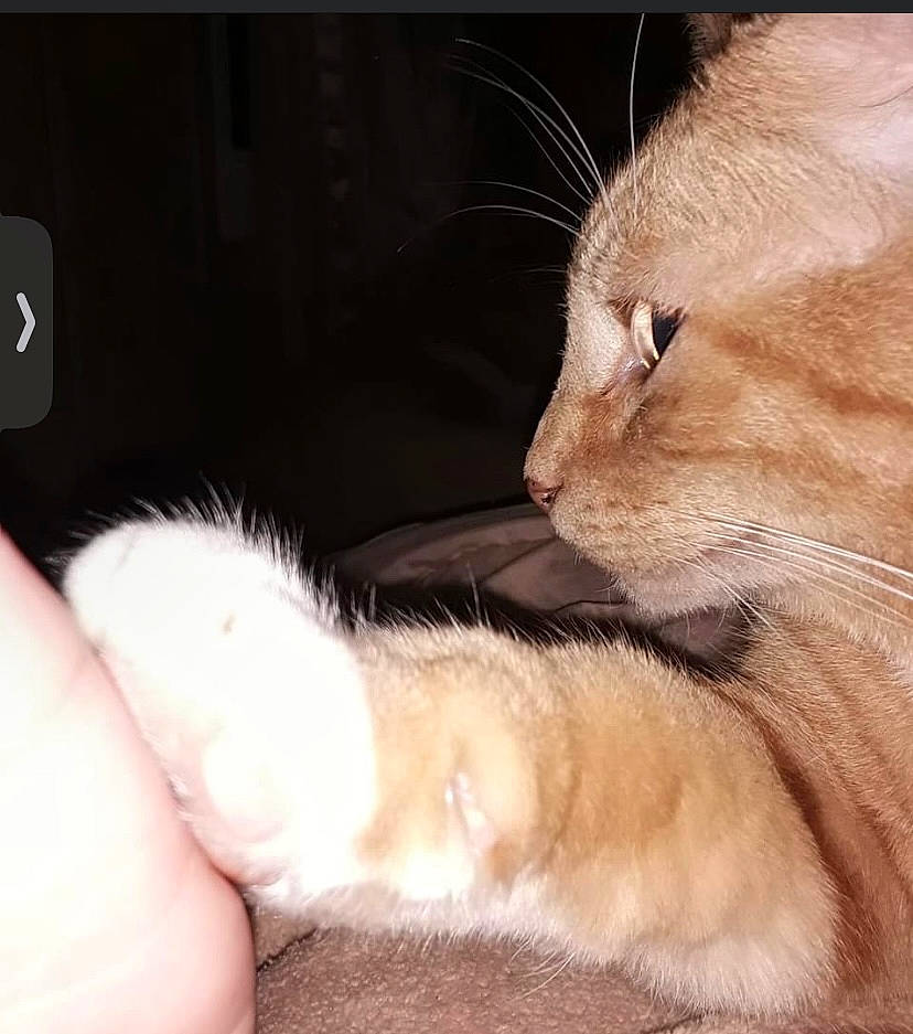 Garfield joined the competition — help win amazing prizes! balinese, carnivore, cat, claw, comfort, domestic_short_haired_cat, ear, fawn, felidae, foot, fur, gesture, human_leg, nail, nap, paw, small_to_medium_sized_cats, tail, thai, whiskers