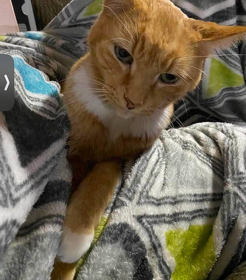 Garfield joined the competition — help win amazing prizes! carnivore, cat, claw, comfort, domestic_short_haired_cat, fawn, felidae, fur, linens, paw, plant, sitting, small_to_medium_sized_cats, snout, tail, terrestrial_animal, whiskers, wildlife, window