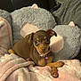 Nugget is registered to the contest to win money with this photo: puppy, dog, brown_dog, blanket, pink_blanket, soft_texture, couch, pillow, gray_pillow, ears, pet_collar, small_dog, cute_pet, indoors, cozy, relaxed, animal, companion, domestic_animal, resting