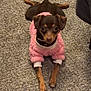 Nugget is registered to the contest to win money with this photo: dog, small_dog, pet, animal, carpet, pink_sweater, clothing, indoor, cute, brown_dog, relaxed, looking_up, fur, ears, paws, lying_down, front_legs, cozy, companion, domestic_animal