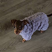 Nugget joined the competition — help win amazing prizes! dog, puppy, small_dog, clothing, purple_sweater, indoor, wooden_floor, pet, cute, fur, animal, looking_up, cozy, tiny, adorable, domestic_animal, young, companion, warm, toy_breed