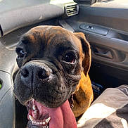 Aiko participe au concours pour gagner de l'argent avec cette photo : dog, boxer, pet, animal, portrait, close_up, face, tongue, panting, happy, funny, brown_fur, black_muzzle, eyes, teeth, ears, car, vehicle, passenger_seat, indoor