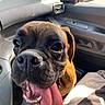 dog, boxer, pet, animal, portrait, close_up, face, tongue, panting, happy, funny, brown_fur, black_muzzle, eyes, teeth, ears, car, vehicle, passenger_seat, indoor
