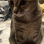 Athena a rejoint le concours — aidez-le/la à gagner de superbes lots ! cat, tabby, pet, animal, whiskers, ears, fur, sitting, indoor, houseplant, table, curious, closeup, paw, feline, domestic, patterned_surface, brown, gray, eyes