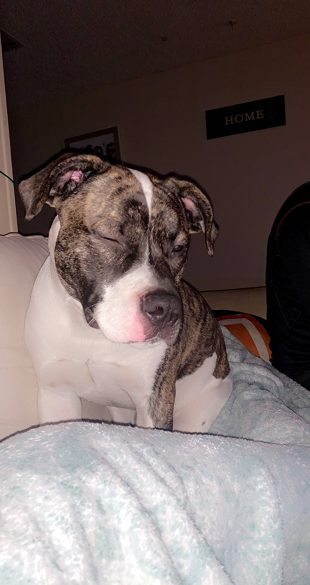 Buck is registered to the contest to win money with this photo: bored, bulldog, canidae, carnivore, comfort, companion_dog, dog, dog_breed, eye, fawn, fur, molosser, paw, snout, sporting_group, terrestrial_animal, toy_dog, whiskers, working_animal, wrinkle