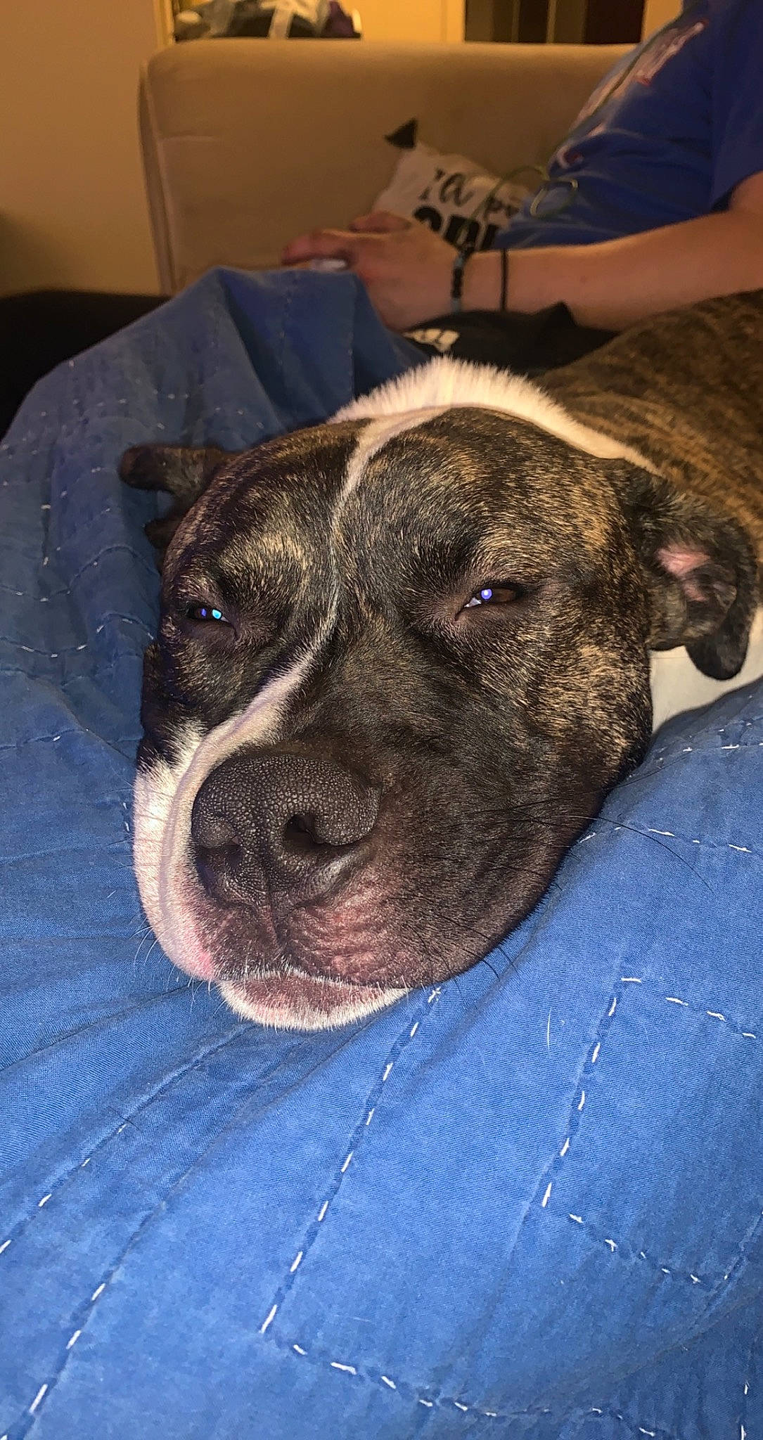 Buck is registered to the contest to win money with this photo: canidae, carnivore, cimarron_uruguayo, collar, companion_dog, dog, dog_breed, ear, eye, fawn, fur, guard_dog, non_sporting_group, snout, sporting_group, terrestrial_animal, whiskers, working_animal, working_dog, wrinkle