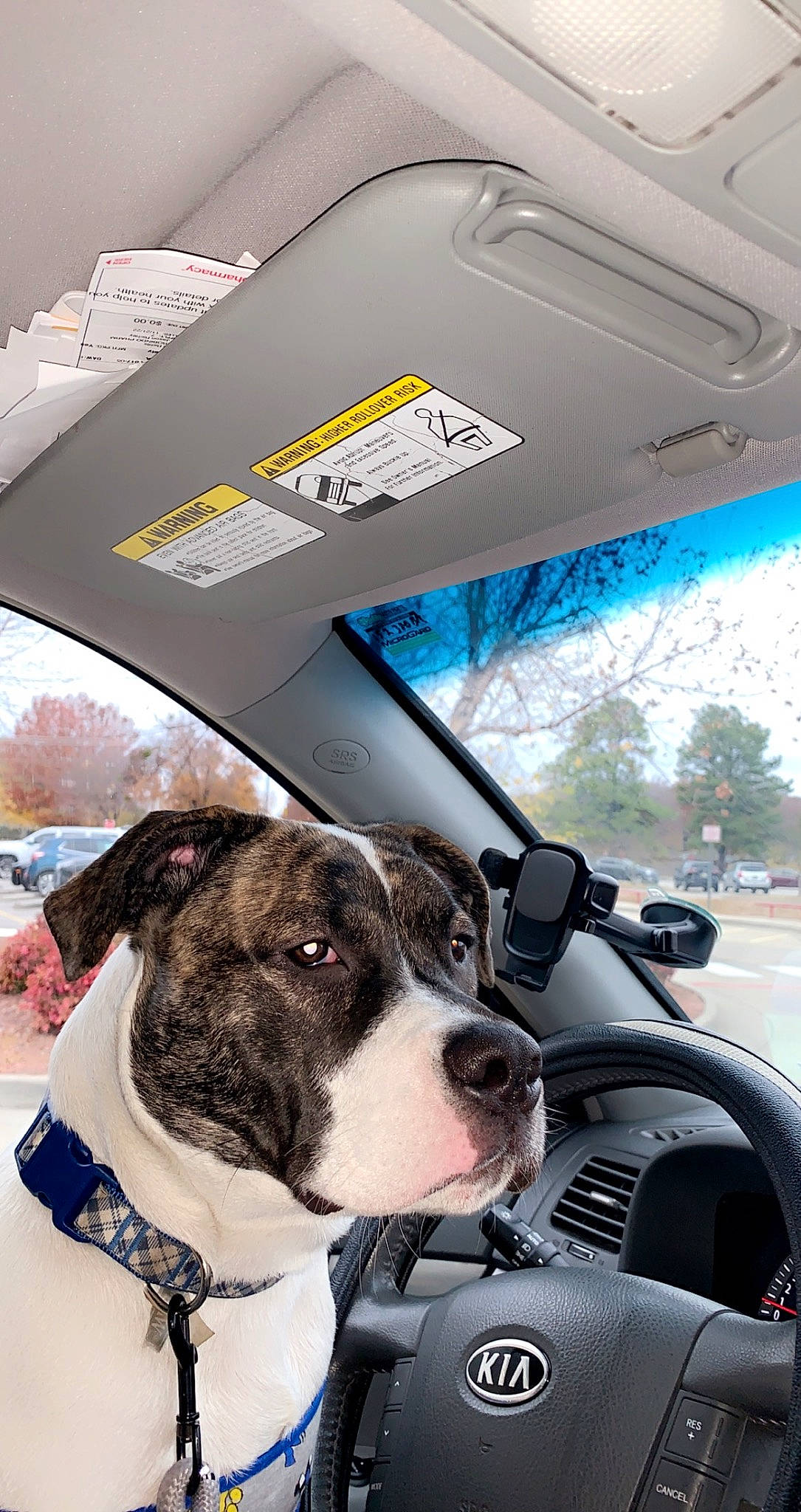 Buck joined the competition — help win amazing prizes! automotive_exterior, automotive_lighting, automotive_mirror, car, carnivore, collar, companion_dog, dog, dog_breed, dog_collar, fawn, motor_vehicle, sky, snout, steering_wheel, vehicle, vehicle_door, window, windshield, working_animal