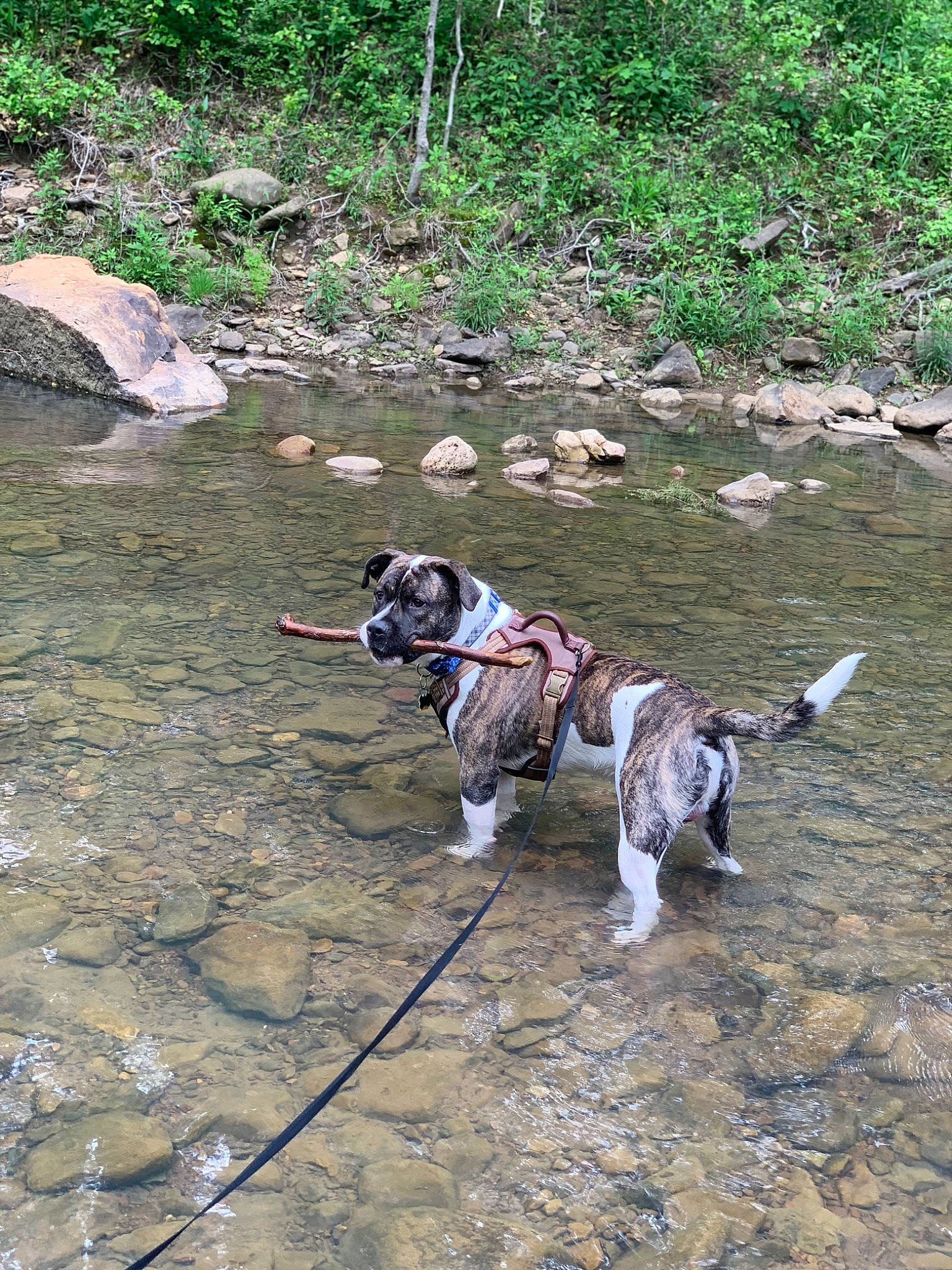 Buck joined the competition — help win amazing prizes! adventure, carnivore, collar, dalmatian, dog, dog_breed, dog_hiking, dog_supply, lake, leash, plant, recreation, soil, sporting_group, tail, tracking_trial, vertebrate, water, watercourse, working_animal