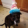 dog, black_dog, white_chest, birthday_hat, party_hat, pet, animal, sitting, indoors, kitchen, wooden_cabinets, oven, tile_floor, portrait, close_up, collar, curious, cute, colorful_hat, birthday